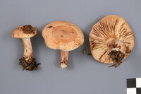 Lactarius vinaceorufescens image